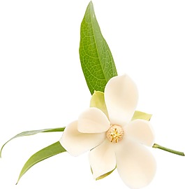 卡通黃色花朵綠葉png元素