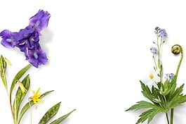 卡通紫色花朵png元素
