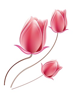 粉色玫瑰花朵png元素