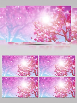 粉色櫻花視頻素材