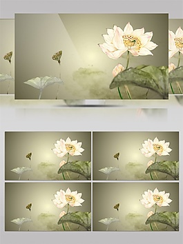 蝶戀花視頻素材
