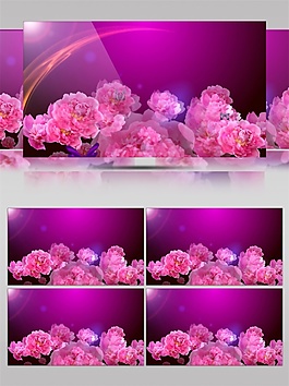 花開富貴視頻素材