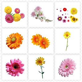 彩色菊花素材合集PNG