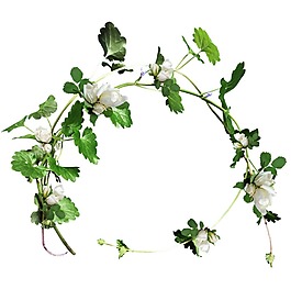 白色花朵葉子png元素