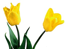 黄色鲜花花朵png元素