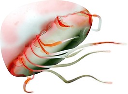 白色海洋生物png元素