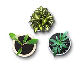 綠色盆栽植物png元素