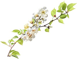 白色鲜花树枝png元素