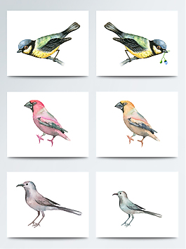 手繪逼真小鳥png素材合集