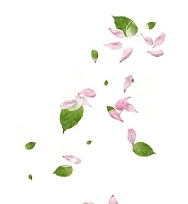 卡通粉色花瓣綠葉png元素
