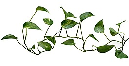 卡通綠葉植物png元素