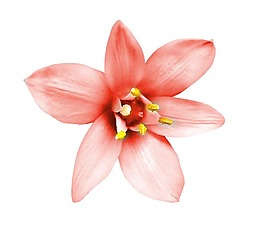 粉色鮮花花朵png元素
