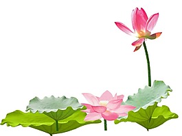 卡通荷葉荷花png元素