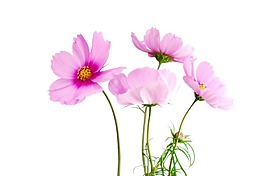 粉色鮮花花朵png元素