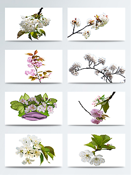 清新米色花瓣櫻花裝飾元素