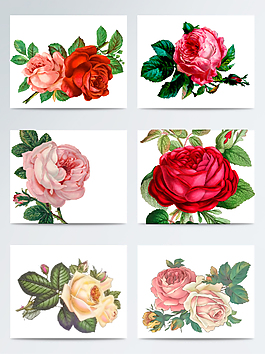 薔薇花矢量素材