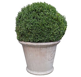 綠色植物盆花png元素