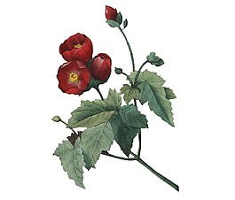 红色蔷薇花朵绿色叶子png元素