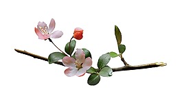 彩繪桃花png元素