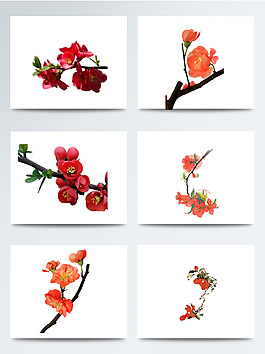紅色海棠花主題元素