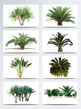 生長旺盛綠植產品實物