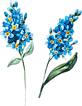 水彩繪唯美藍(lán)色花朵插畫