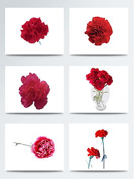 康乃馨花朵素材圖片