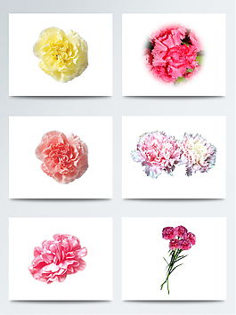 2018年母親節(jié)康乃馨花朵元素