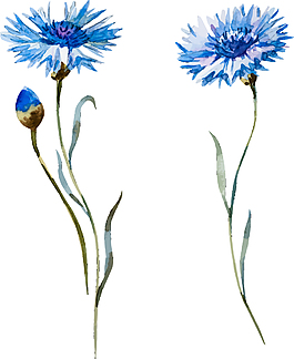 手繪藍(lán)色清新植物插畫