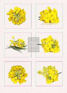 黄色的油菜花图片