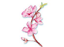 卡通桃花png元素