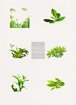 茶葉生長主題元素
