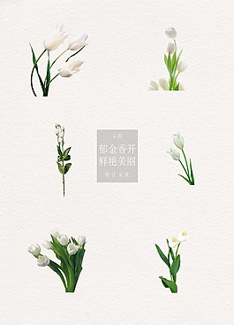 白色郁金香主題元素