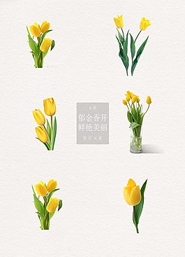 黃色郁金香主題元素