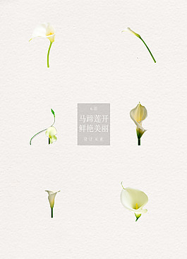 白色馬蹄蓮主題元素