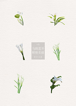 馬蹄蓮花束主題元素