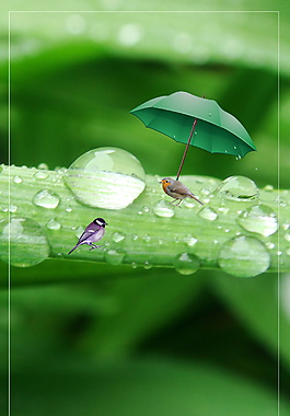 春季谷雨节气水滴海报背景设计