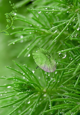 高清綠色水珠谷雨海報(bào)背景設(shè)計(jì)