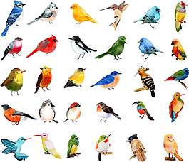 30款矢量水彩风格鸟类图案