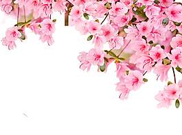 春夏盛開的桃花元素