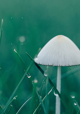 清新綠色谷雨節(jié)蘑菇海報(bào)背景設(shè)計(jì)