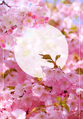粉色浪漫櫻花節背景