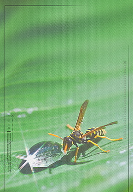 綠色蜜蜂水滴邊框立夏節(jié)氣背景設(shè)計(jì)
