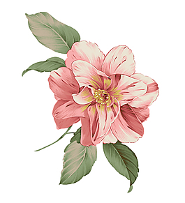 粉红色手绘花插画