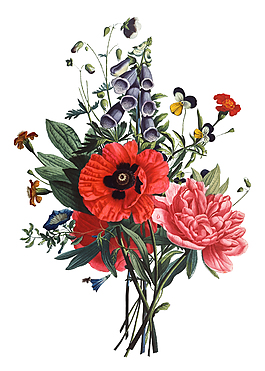 紅色粉色一簇花手繪插畫