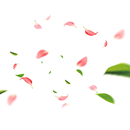 粉色桃花花瓣設計元素