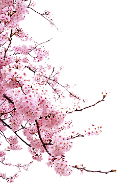 粉红樱花元素