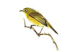 手繪中國花鳥圖元素