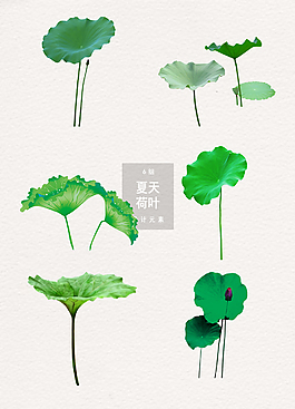 夏天荷葉高清免扣素材