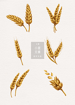 小滿節(jié)氣小麥設(shè)計(jì)元素